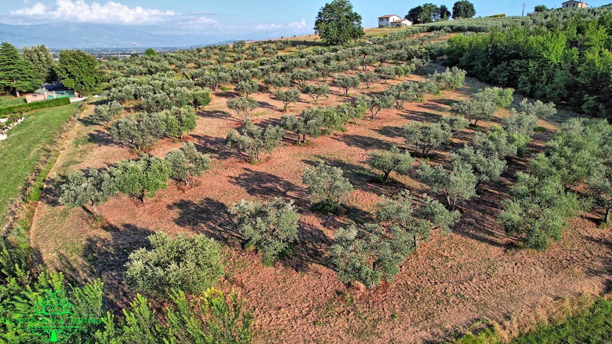 Agriturismo Incanto Della Natura Cannara Eksteriør billede